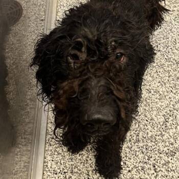 FOSTER NEEDED - Piper -  Poodle and Black Labrador Retriever Dog for Adoption - FOSTER NEEDED - Piper | PetCurious