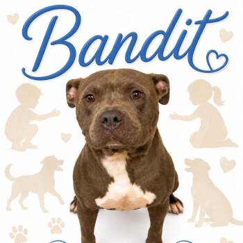 BANDIT -  Mixed Breed Dog for Adoption in Memphis, Tennessee - BANDIT | PetCurious