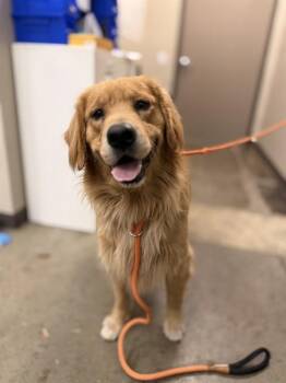 COPPER -  Golden Retriever Dog for Adoption in Ontario, California - COPPER | PetCurious