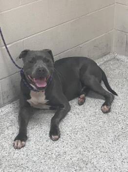 A432739 -  Pit Bull Terrier and Mixed Breed Dog for Adoption in Conroe, Texas - A432739 | PetCurious