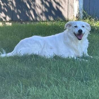 Suki -  Border Collie and Labrador Retriever Dog for Adoption in Hilton, New York - Suki | PetCurious