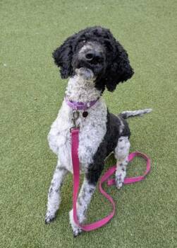 Cordell -  Standard Poodle and Mixed Breed Dog for Adoption in Bellevue, Washington - Cordell | PetCurious