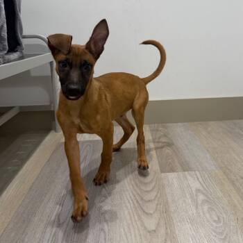 Rescue Belgian Shepherd Malinois Dogs for Adoption in Chino Hills, California - Marine - Chino Hills Location | PetCurious