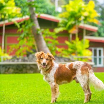 Rescue Mixed Breed Dogs for Adoption in Kailua-kona, Hawaii - Squash | PetCurious