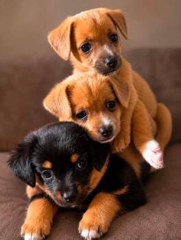 Lacy, Ellie, and Brooke -  Chiweenie Dog for Adoption in Lexington, Kentucky - Lacy, Ellie, And Brooke | PetCurious