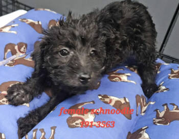 Rescue Miniature Schnauzer and Miniature Poodle Dogs for Adoption in Twin Lakes, Wisconsin - #191 | PetCurious