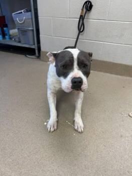 American Staffordshire Terrier and Mixed Breed Dogs Available for Adoption in Farmers Branch, Texas - 12300 Veronica Stray 3 | PetCurious