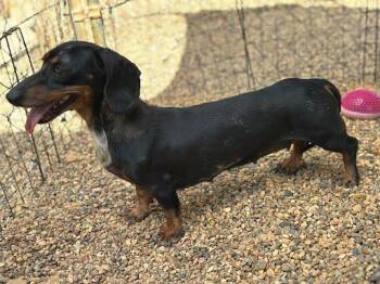 Abbie -  Dachshund Dog for Adoption in Marshall, Texas - Abbie | PetCurious