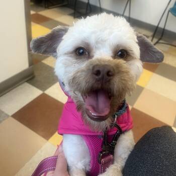 Brussels Griffon and Poodle Dogs Available for Adoption in Media, Pennsylvania - SOPHIE | PetCurious
