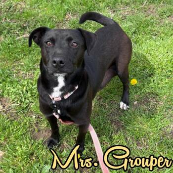 Mixed Breed Dogs Available for Adoption in Hillsboro, Ohio - Mrs. Grouper | PetCurious