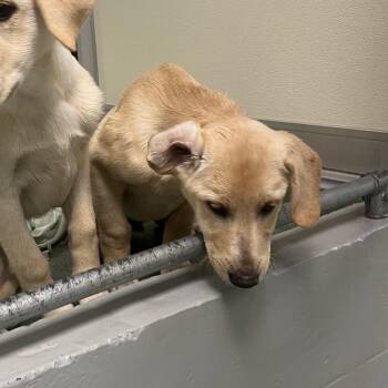 Agatha (FKA Misty) -  Labrador Retriever and Mixed Breed Dog for Adoption in Charlottesville, Virginia - Agatha (FKA Misty) | PetCurious