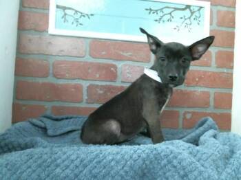 Staffordshire Bull Terrier and Mixed Breed Dogs Available for Adoption - A2058349 | PetCurious