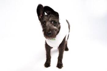 Terrier and Mixed Breed Dogs Available for Adoption - Panchuqui | PetCurious