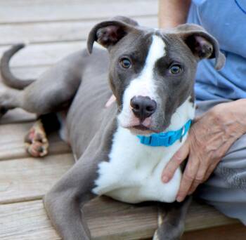 Clayton (AO37277) -  Labrador Retriever Dog for Adoption in Kansas City, Kansas - Clayton (AO37277) | PetCurious