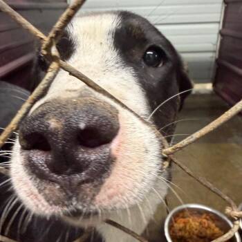 Winson -  Pit Bull Terrier Dog for Adoption in Princeton, Kentucky - Winson | PetCurious