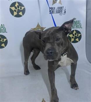 American Bulldog and Mixed Breed Dogs Available for Adoption in Winter Haven, Florida - MILLY | PetCurious