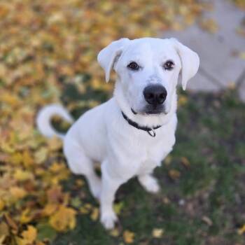 Rescue Great Pyrenees and Mixed Breed Dogs for Adoption in Milwaukee, Wisconsin - Max $450 | PetCurious