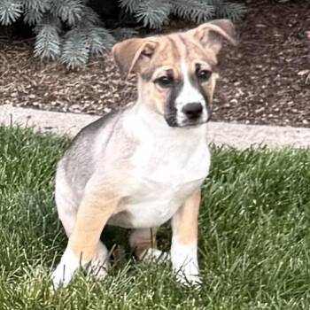 Boo Boo -  Siberian Husky and Beagle Dog for Adoption in Spokane, Washington - Boo Boo | PetCurious