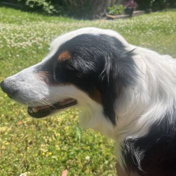 Panda -  Australian Shepherd Dog for Adoption in Rossville, Georgia - Panda | PetCurious
