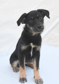 Bayou -  Labrador Retriever and Mixed Breed Dog for Adoption in Kansas City, Missouri - Bayou | PetCurious