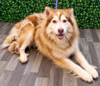 Yukon -  Husky Dog for Adoption in Sumter, South Carolina - Yukon | PetCurious