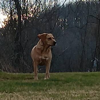 Dakota * -  Mixed Breed Dog for Adoption in Waynesville, North Carolina - Dakota * | PetCurious