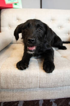 Rescue Bearded Collie and Labrador Retriever Dogs for Adoption in Salt Lake City, Utah - *Tilly* | PetCurious