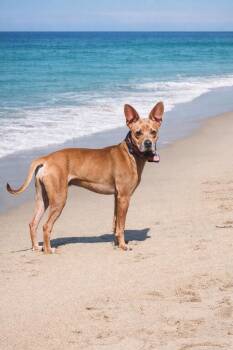 Australian Kelpie and Jack Russell Terrier Dogs Available for Adoption - TAG | PetCurious