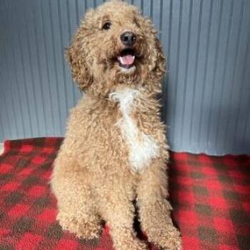 Grizz -  Poodle Dog for Adoption in Gainesville, Texas - Grizz | PetCurious