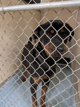 Atlas -  Mixed Breed Dog for Adoption in Cincinnati, Ohio - Atlas | PetCurious