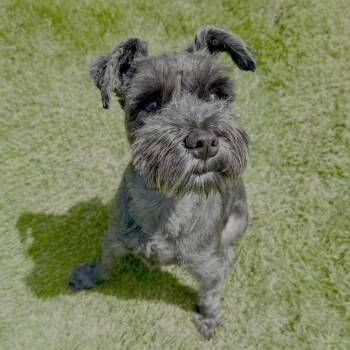Rescue Miniature Schnauzer Dogs for Adoption in Marietta, Georgia - Bug | PetCurious