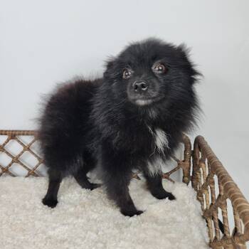 Hefty -  Pomeranian Dog for Adoption in Fort Wayne, Indiana - Hefty | PetCurious