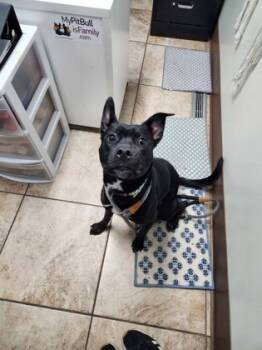 Rescue Mixed Breed Dogs for Adoption in Cincinnati, Ohio - GloRilla | PetCurious