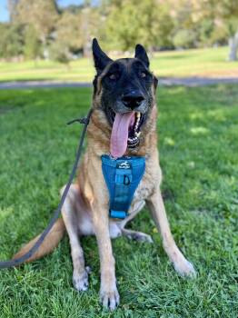 German Shepherd Dog and Belgian Shepherd Malinois Dogs Available for Adoption - Chepo | PetCurious