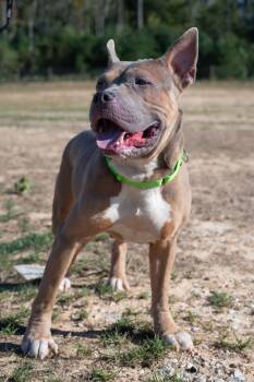 True -  Pit Bull Terrier and Mixed Breed Dog for Adoption in Atlanta, Georgia - True | PetCurious