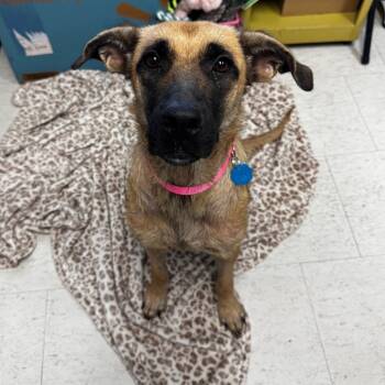 Rescue German Shepherd Dog Dogs for Adoption in Clarksdale, Mississippi - Star | PetCurious