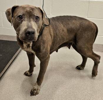 Rescue Pit Bull Terrier Dogs for Adoption in Lindenhurst, New York - 25-263 Lidia | PetCurious