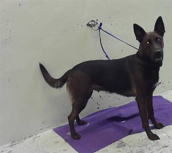 AZTECA -  Labrador Retriever and Mixed Breed Dog for Adoption in Houston, Texas - AZTECA | PetCurious