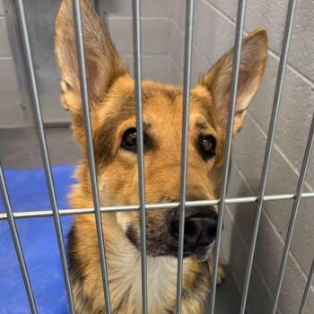 Sarge -  German Shepherd Dog Dog for Adoption in Kingman, Arizona - Sarge | PetCurious