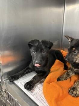 Rottweiler and Mixed Breed Dogs Available for Adoption - Max | PetCurious