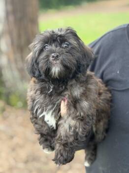 Shih Tzu and Poodle Dogs Available for Adoption in Yuba City, California - Comet | PetCurious