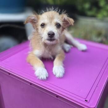 Raspberry -  Miniature Schnauzer and Border Terrier Dog for Adoption in San Diego, California - Raspberry | PetCurious