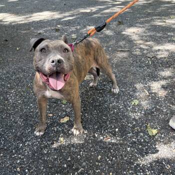 Hazel -  Staffordshire Bull Terrier Dog for Adoption in Peconic, New York - Hazel | PetCurious