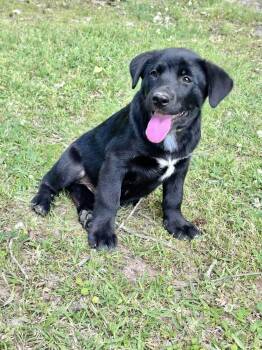 Black Labrador Retriever Dogs Available for Adoption - Mango | PetCurious