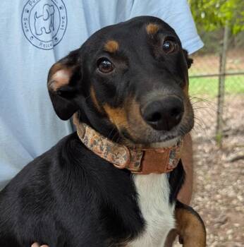 Winniewinkle -  Dachshund and Terrier Dog for Adoption in Milner, Georgia - Winniewinkle | PetCurious