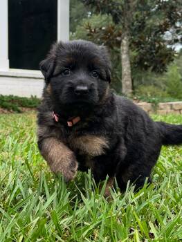 Rescue German Shepherd and German Shepherd Dog and White German Shepherd Dogs for Adoption in Miami Beach, Florida - Buck | PetCurious