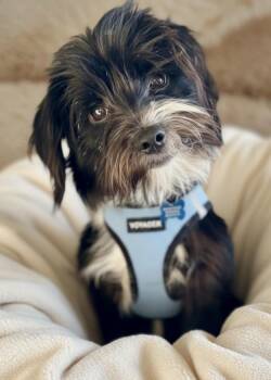 Terrier and Dachshund Dogs Available for Adoption in Lisbon, Iowa - Seamus | PetCurious