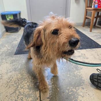 Gunner -  Mixed Breed Dog for Adoption in Saint Marys, Pennsylvania - Gunner | PetCurious