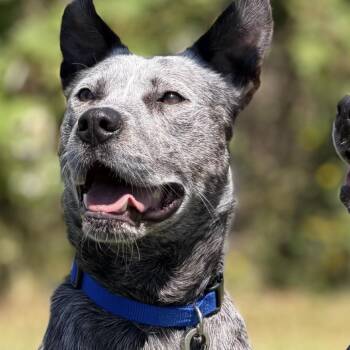 Porter -  Australian Cattle Dog Blue Heeler Dog for Adoption in Bellingham, Washington - Porter | PetCurious