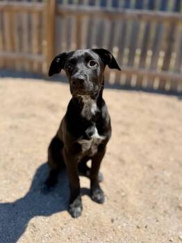 Labrador Retriever Dogs Available for Adoption in Muskegon, Michigan - Costello | PetCurious